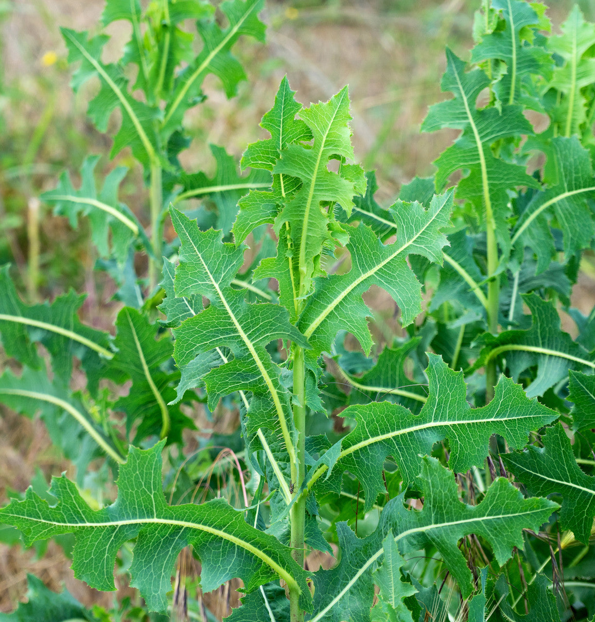 Wild Lettuce (Organic)