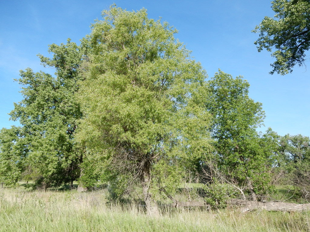 White Willow Bark (Organic)