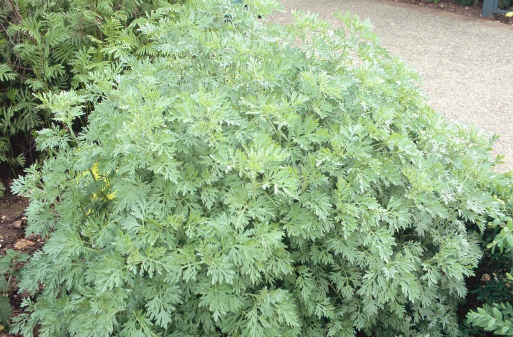 Wormwood (Organic)