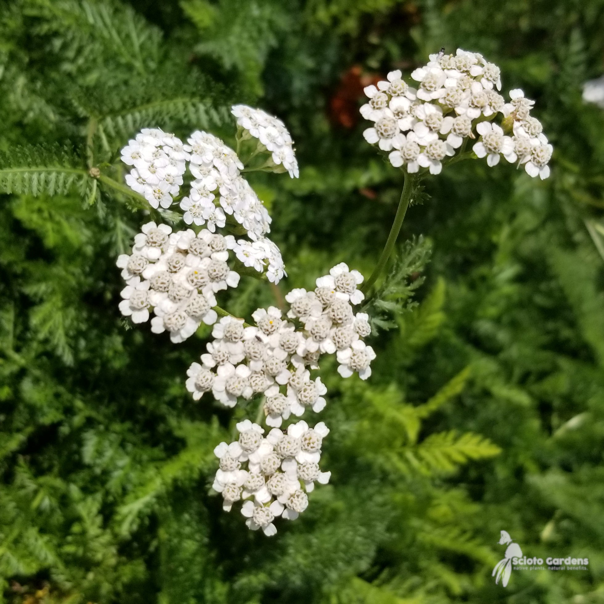 Yarrow Leaf and Flower Powder, Organic
