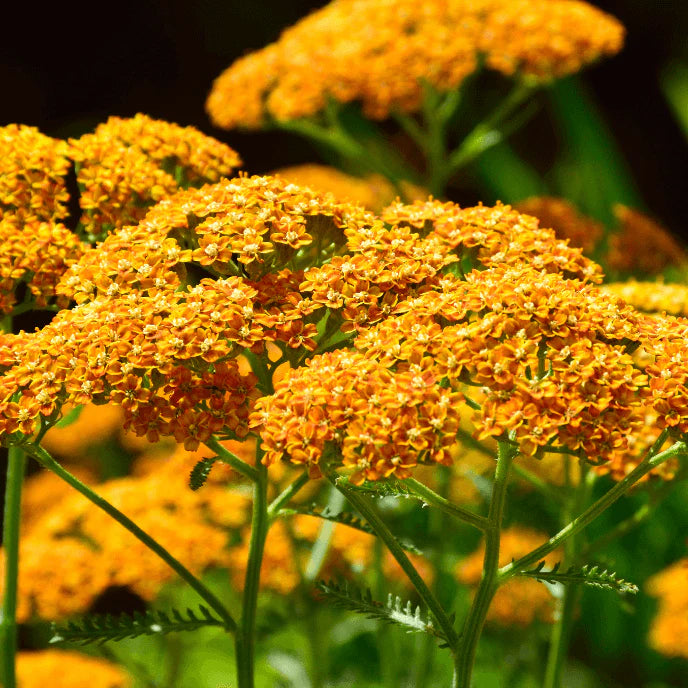 Yarrow Leaf and Flower Powder, Organic