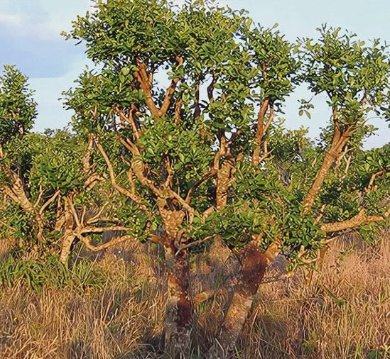 Yohimbe Bark Powder (Wild Harvested)