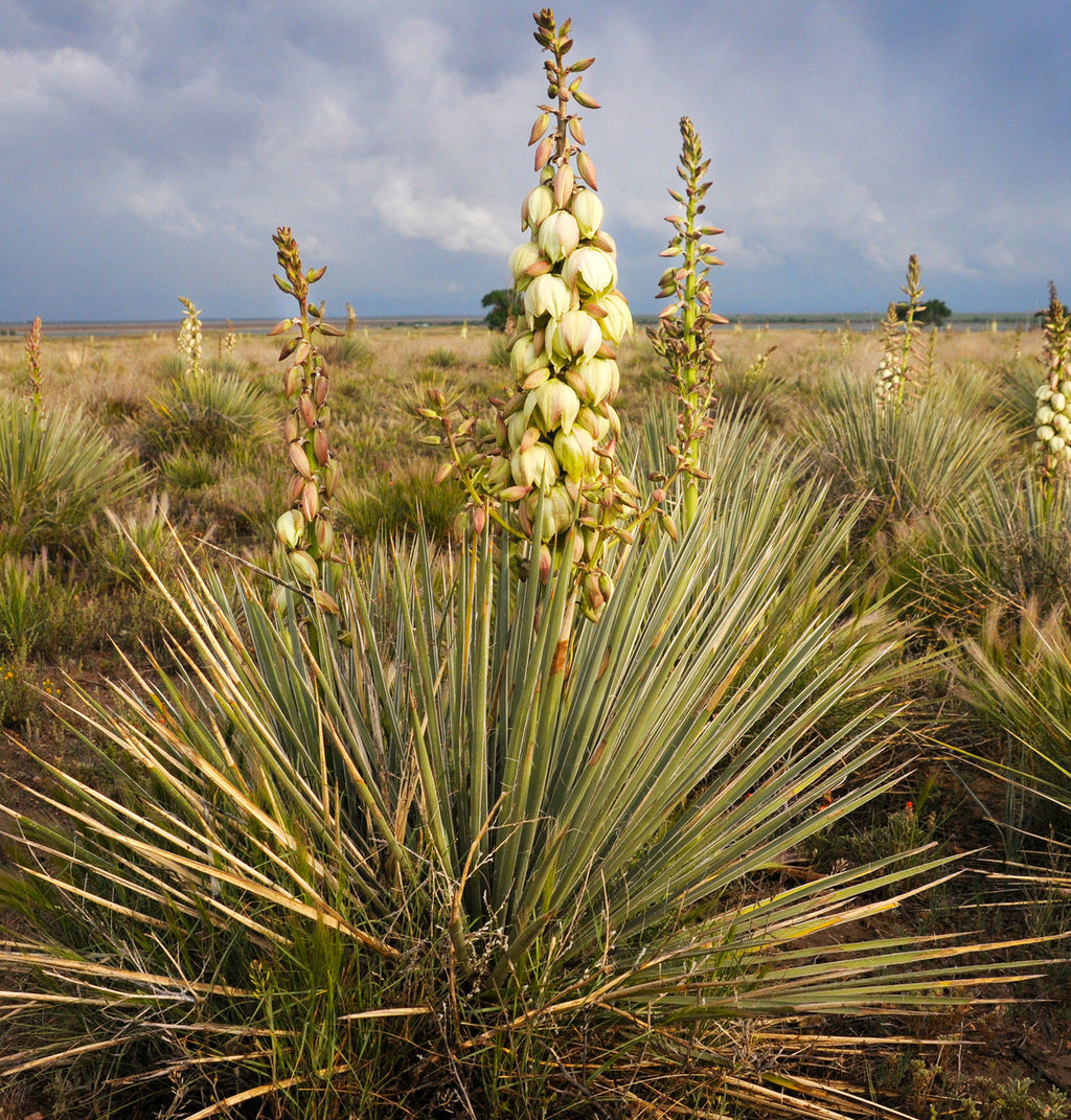 Yucca Root Powder (Wild Crafted)