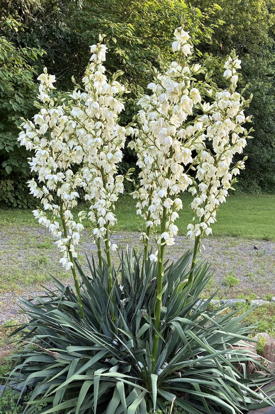 Yucca Root Powder (Wild Crafted)