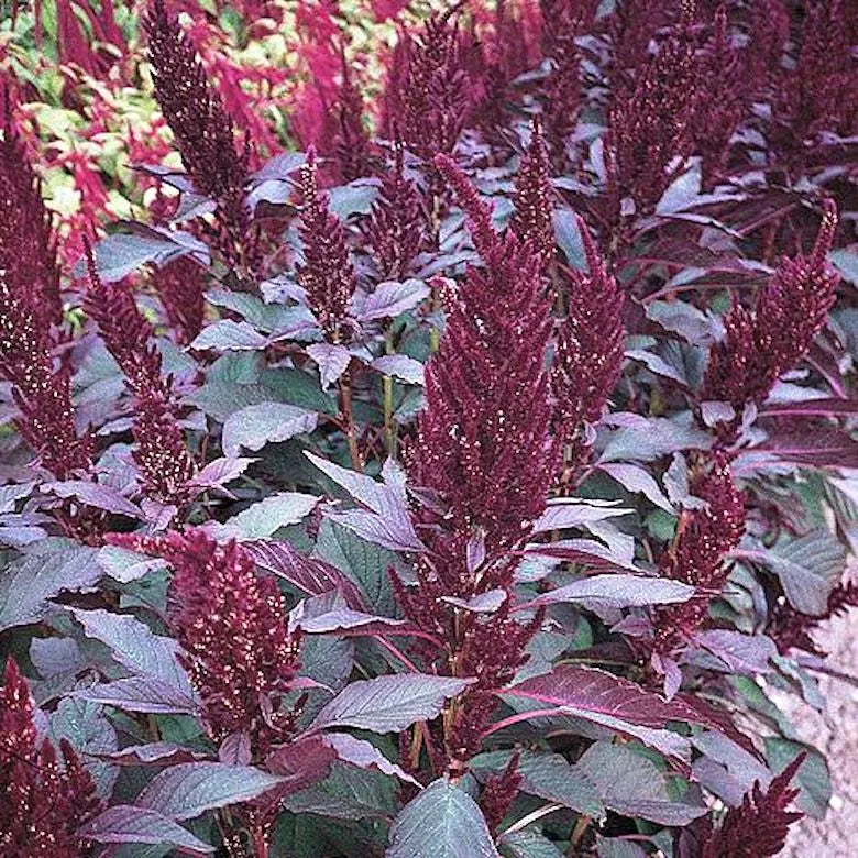 Close-up of amaranth plants with dark red seed heads and green leaves growing in a field.