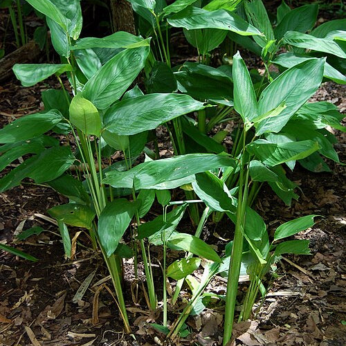 Green Maranta arundinacea plants growing in a natural setting with leaves and stems.