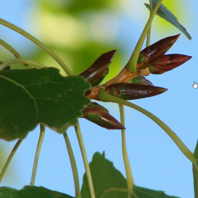 Close-up of the Populus candicans or Balm of Gilead tree with buds forming among the leaves.