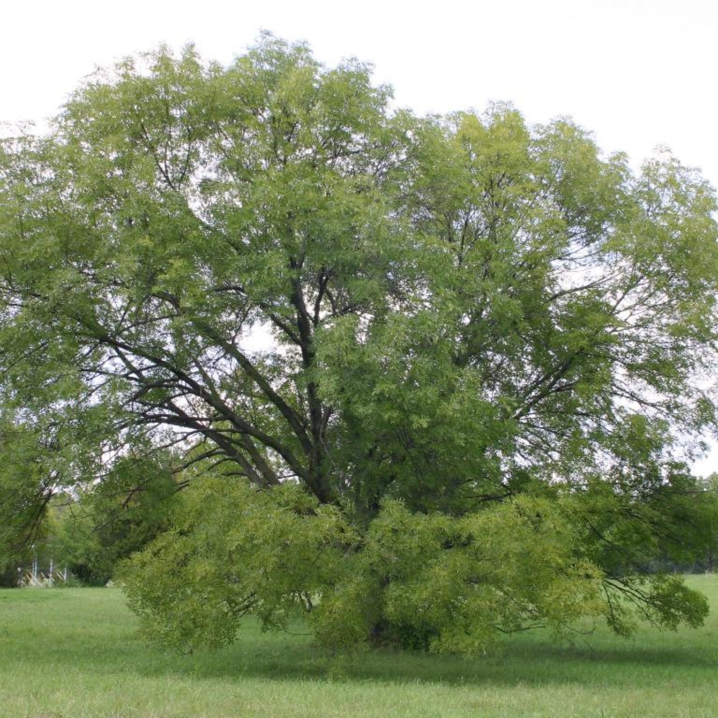 Mature European ash tree growing in a field.