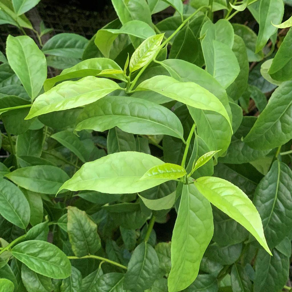 Guayusa Herb, Organic