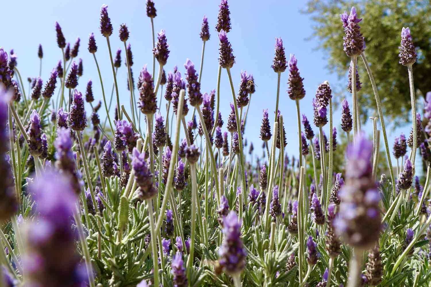 Lavender Flowers, French (Organic)