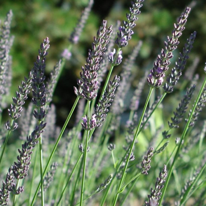 Close-up of English lavender flowers in a field with a blurred green background