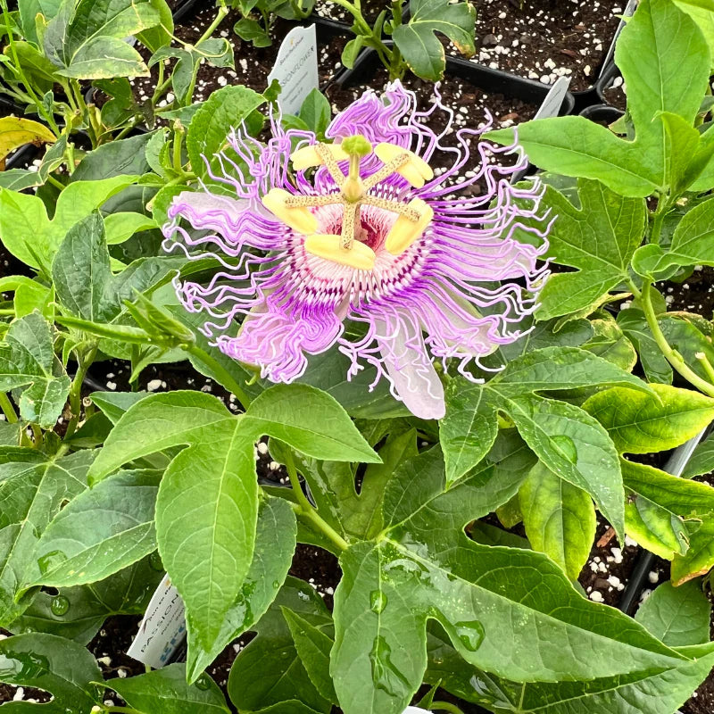 Passion Flower Herb (Organic)