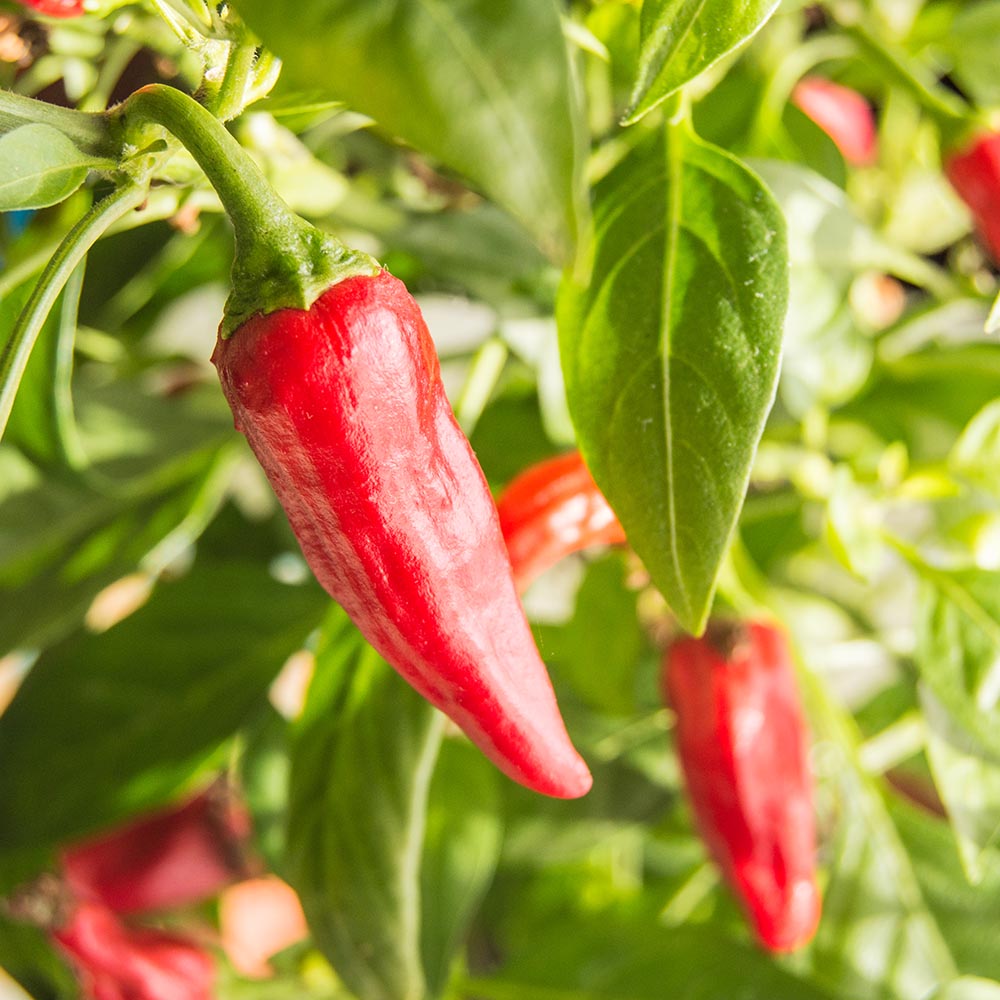 Chipotle Chili Powder (Organic)